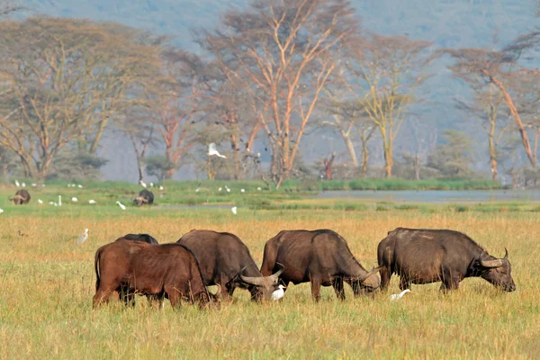 Arusha National Park